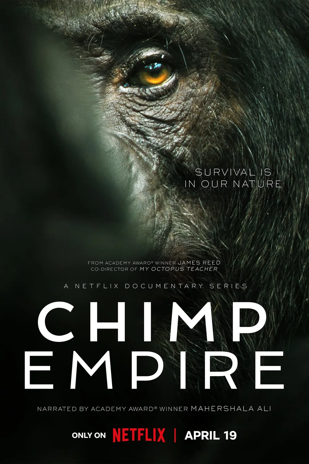 پوستر سریال Chimp Empire